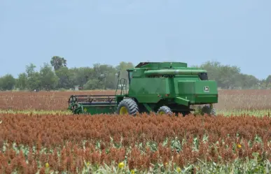 Productores de sorgo terminan con pérdidas económicas en el ciclo agrícola