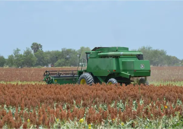 Productores de sorgo terminan con pérdidas económicas en el ciclo agrícola