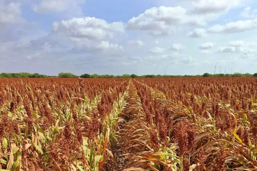 La región norte de Tamaulipas es una de las principales productoras de sorgo en el país. Foto: Ramón Sánchez