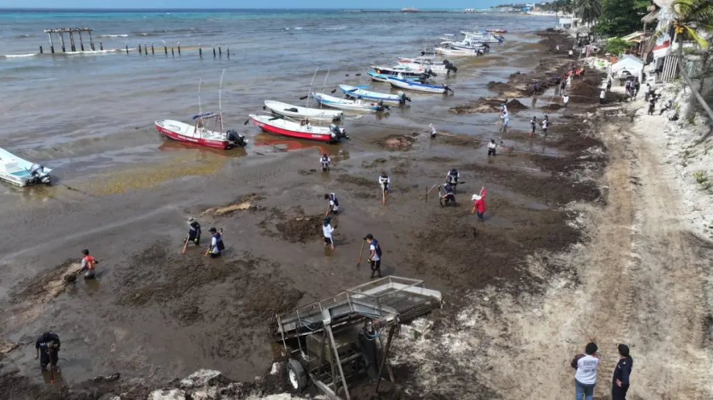 SEMAR intensifica acciones ante arribo atípico de sargazo en el Caribe Mexicano