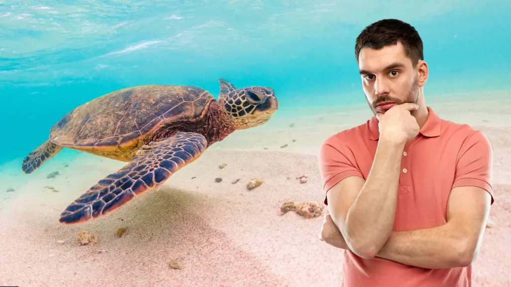 Temporada de tortugas en BCS: cuándo llegan, dónde anidan y qué riesgos enfrentan