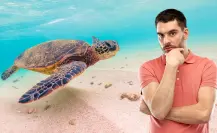 Temporada de tortugas en BCS: cuándo llegan, dónde anidan y qué riesgos enfrentan