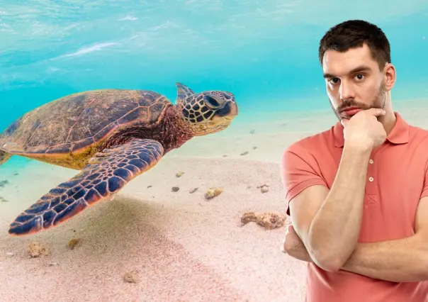 Temporada de tortugas en BCS: cuándo llegan, dónde anidan y qué riesgos enfrentan
