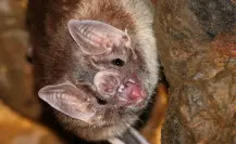 El animal nativo de Durango que vuela y se alimenta de la sangre de animales de granja