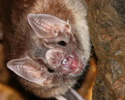 El animal nativo de Durango que vuela y se alimenta de la sangre de animales de granja