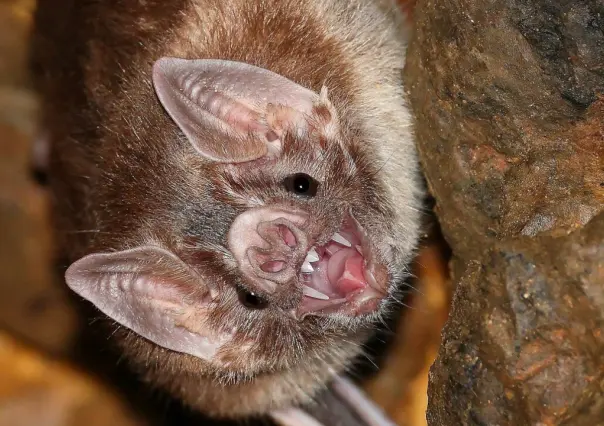 El animal nativo de Durango que vuela y se alimenta de la sangre de animales de granja