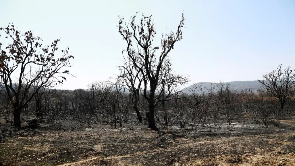 Bosques al borde del colapso: tala, incendios y abandono en el Edomex