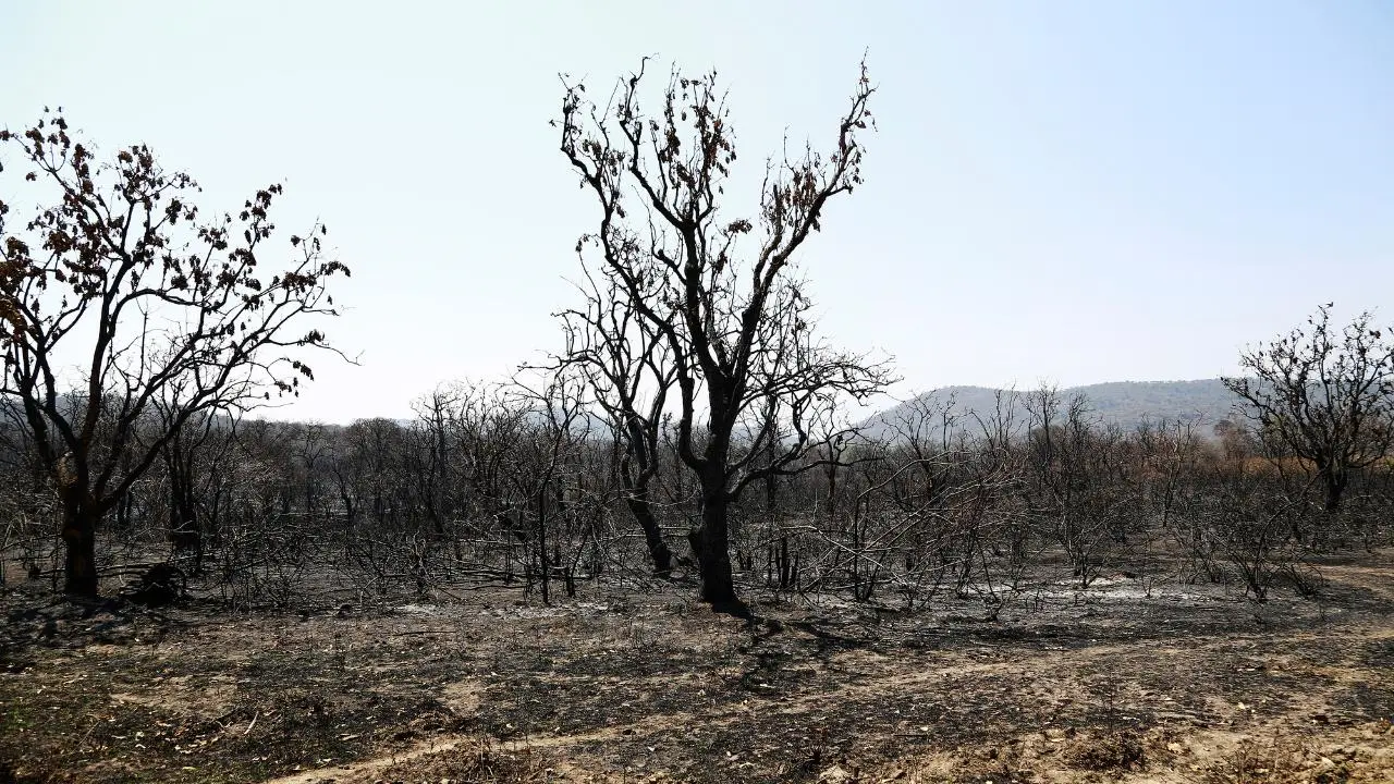 Bosques al borde del colapso: tala, incendios y abandono en el Edomex. Foto: Canva