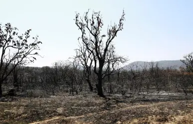 Bosques al borde del colapso: tala, incendios y abandono en el Edomex
