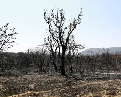 Bosques al borde del colapso: tala, incendios y abandono en el Edomex