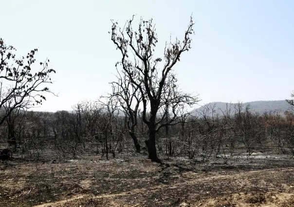 Bosques al borde del colapso: tala, incendios y abandono en el Edomex