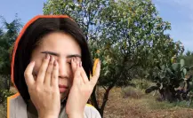 El árbol nativo de Durango que combate la fiebre gracias a la herbolaria