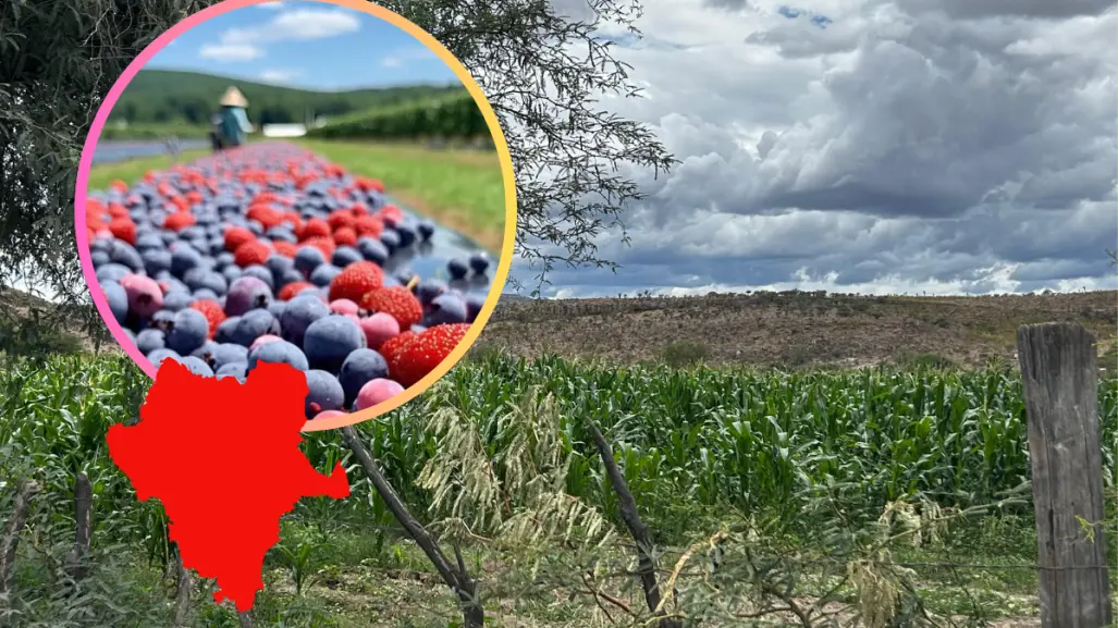 ¿Qué son las berries y por qué Durango puede comenzar a producirlas? 