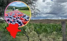 ¿Qué son las berries y por qué Durango puede comenzar a producirlas? 