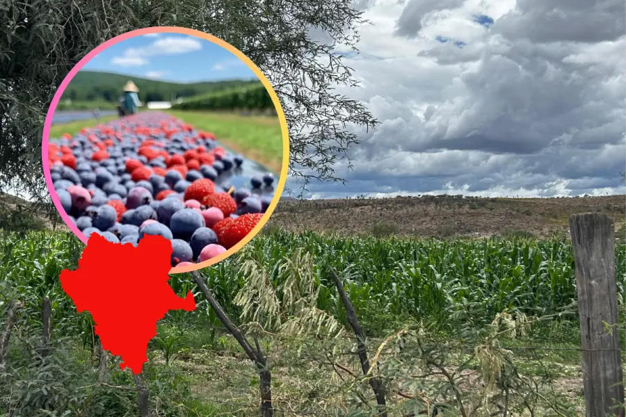 ¿Qué son las berries y por qué Durango puede comenzar a producirlas? 