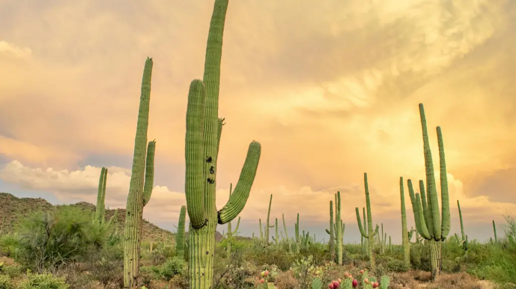 Fomentan en Tamaulipas conservación del tesoro del altiplano