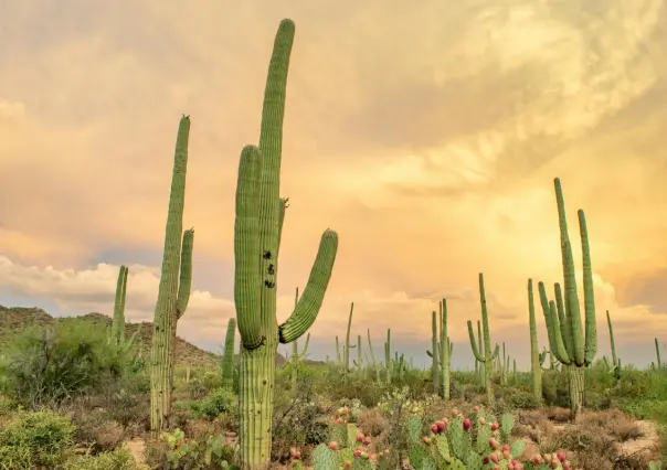 Fomentan en Tamaulipas conservación del tesoro del altiplano