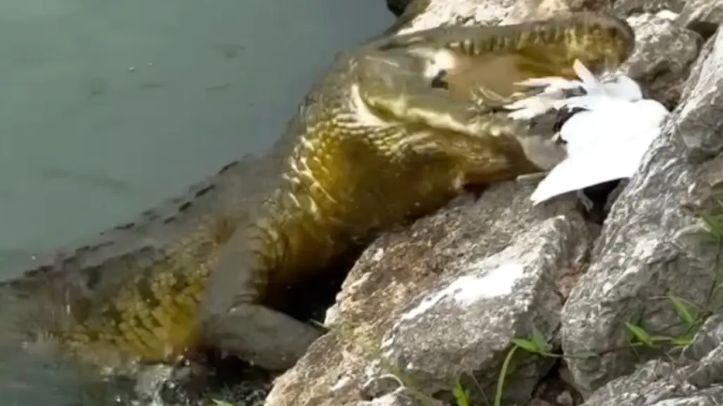 ¡Increíble! Cocodrilo devora a boa que comía una garza en Tabasco | VIDEO
