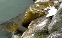 ¡Increíble! Cocodrilo devora a boa que comía una garza en Tabasco | VIDEO