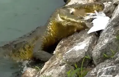 ¡Increíble! Cocodrilo devora a boa que comía una garza en Tabasco | VIDEO