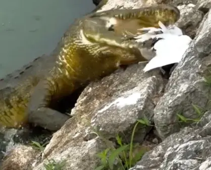 ¡Increíble! Cocodrilo devora a boa que comía una garza en Tabasco | VIDEO