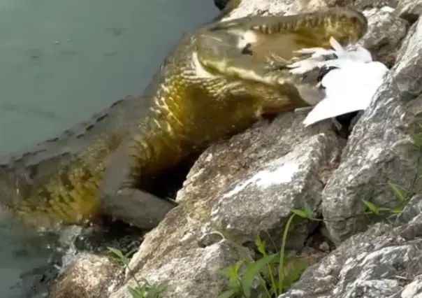 ¡Increíble! Cocodrilo devora a boa que comía una garza en Tabasco | VIDEO