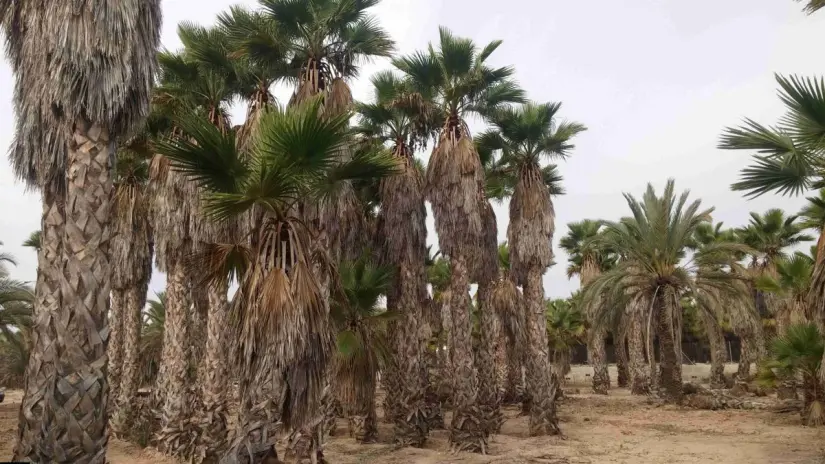 Foto: Palmeras Elche