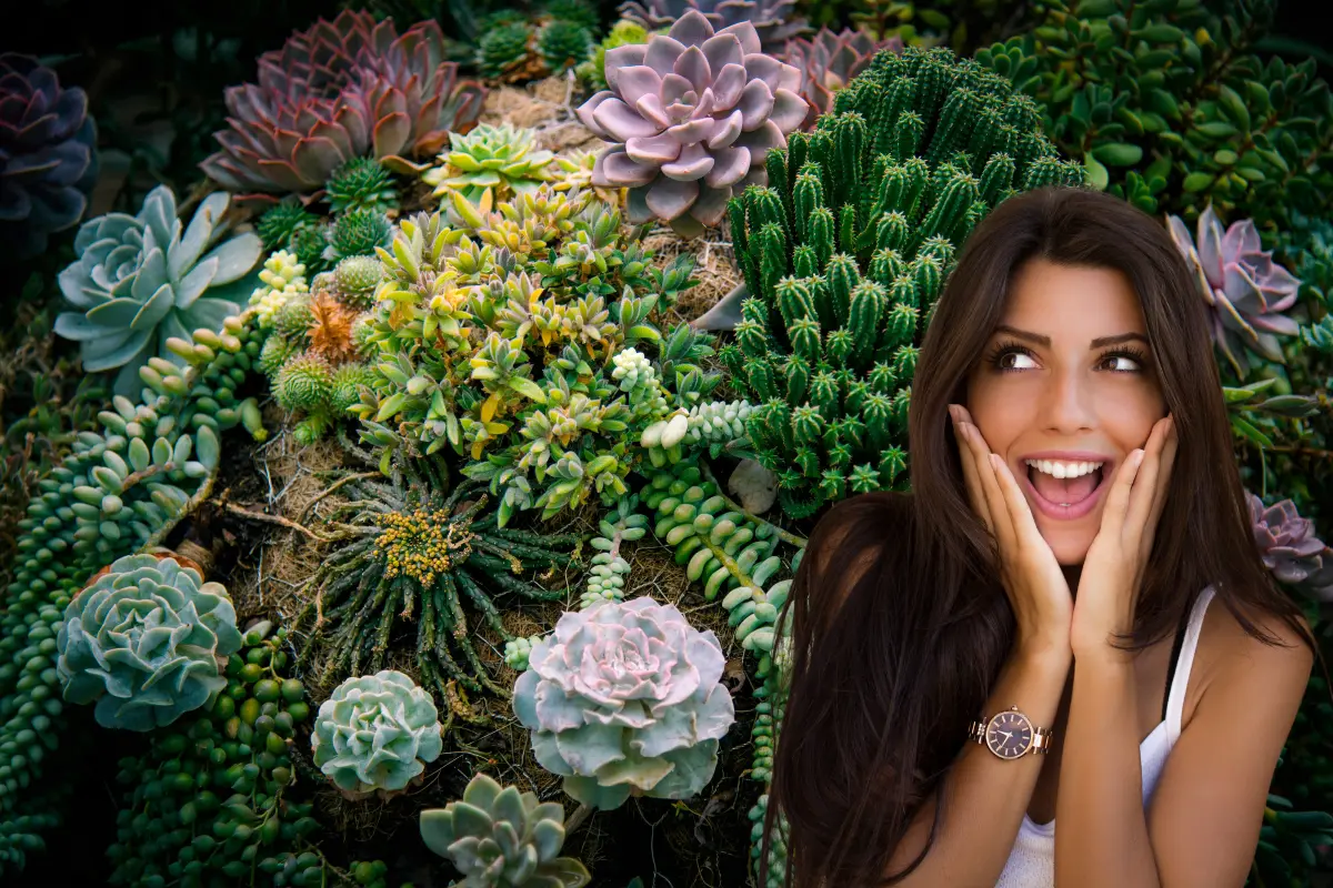 Las suculentas y los cactus son de las plantas preferidas para decoración de interiores. Foto: Canva