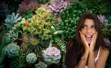¿Cuál es la diferencia entre una suculenta y un cactus?