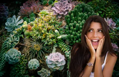 ¿Cuál es la diferencia entre una suculenta y un cactus?