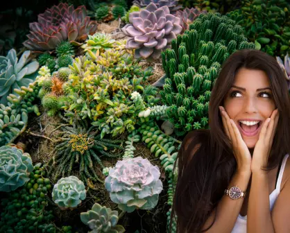 ¿Cuál es la diferencia entre una suculenta y un cactus?