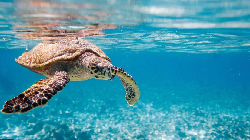 Cada año, varias especies de tortugas marinas llegan a las playas de Baja California Sur para dejar sus huevos. Foto: Biblioteca Canva