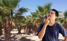 Este árbol nativo del desierto de Baja California Sur solo crece donde hay agua