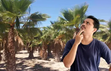 Este árbol nativo del desierto de Baja California Sur solo crece donde hay agua