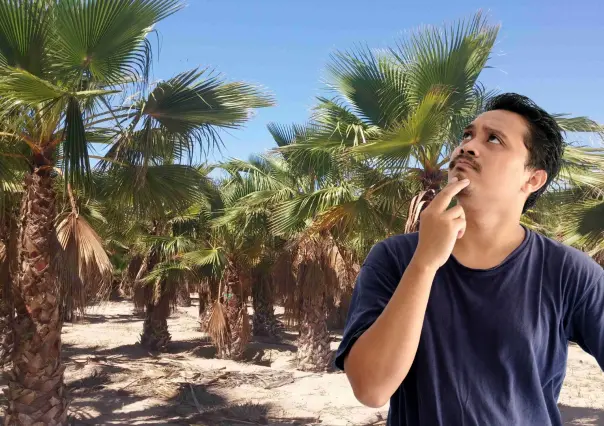 Este árbol nativo del desierto de Baja California Sur solo crece donde hay agua