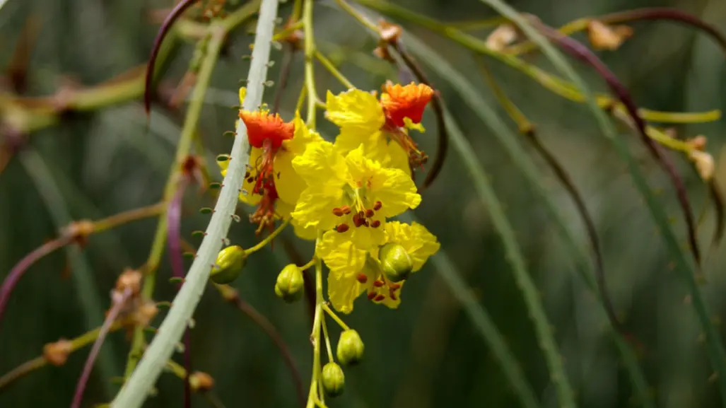Esta flor nativa de Tamaulipas puede ser usada para aliviar dolores de riñón y estómago
