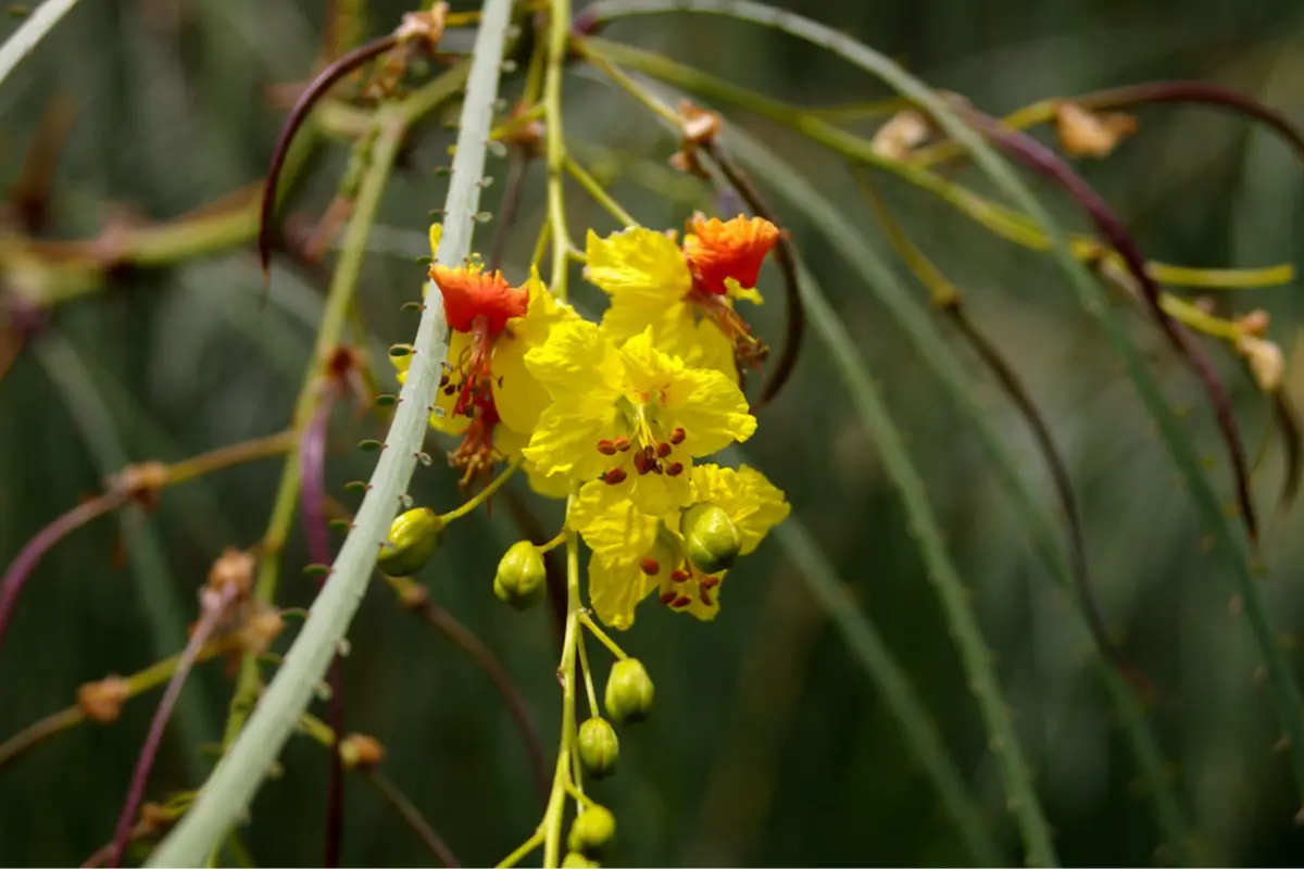 El palo verde y su flor son muy comunes en Tamaulipas. Foto: Carlos García