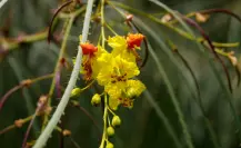 Esta flor nativa de Tamaulipas puede ser usada para aliviar dolores de riñón y estómago