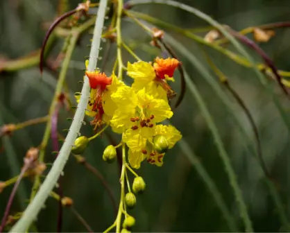 Esta flor nativa de Tamaulipas puede ser usada para aliviar dolores de riñón y estómago