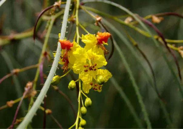 Esta flor nativa de Tamaulipas puede ser usada para aliviar dolores de riñón y estómago