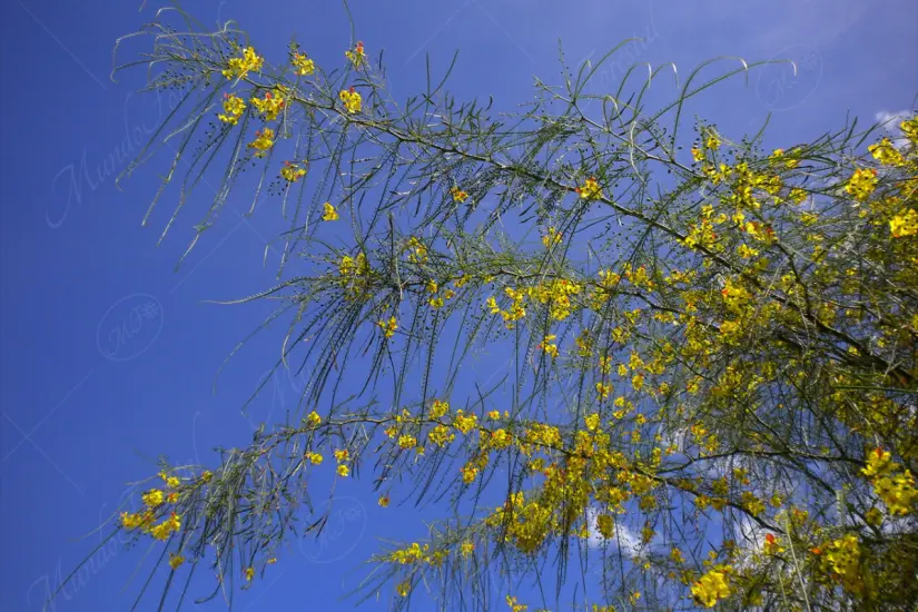 El palo verde es común en el norte y el centro de Tamaulipas. Foto: Carlos García