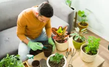 Guía práctica para hacer un fertilizante con solo 2 ingredientes