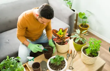 Guía práctica para hacer un fertilizante con solo 2 ingredientes