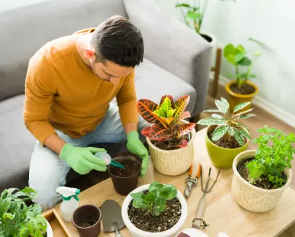 Guía práctica para hacer un fertilizante con solo 2 ingredientes