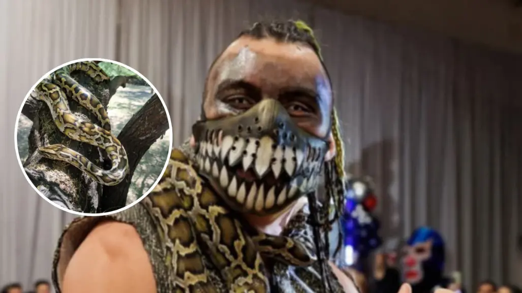 ¡Insólito robo en Monterrey! Se llevan víbora y equipo de luchador Engendro Mx