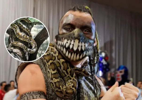 ¡Insólito robo en Monterrey! Se llevan víbora y equipo de luchador Engendro Mx