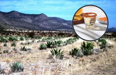 La planta nativa de Durango que llega a todo el mundo a través de una bebida ancestral