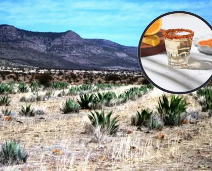 La planta nativa de Durango que llega a todo el mundo a través de una bebida ancestral