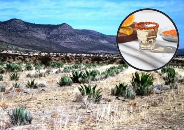 La planta nativa de Durango que llega a todo el mundo a través de una bebida ancestral