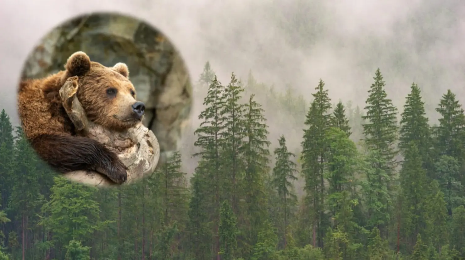 Foto: Pixabay | Esto es lo que dicen los expertos sobre la posible presencia de osos en el bosque de Durango.